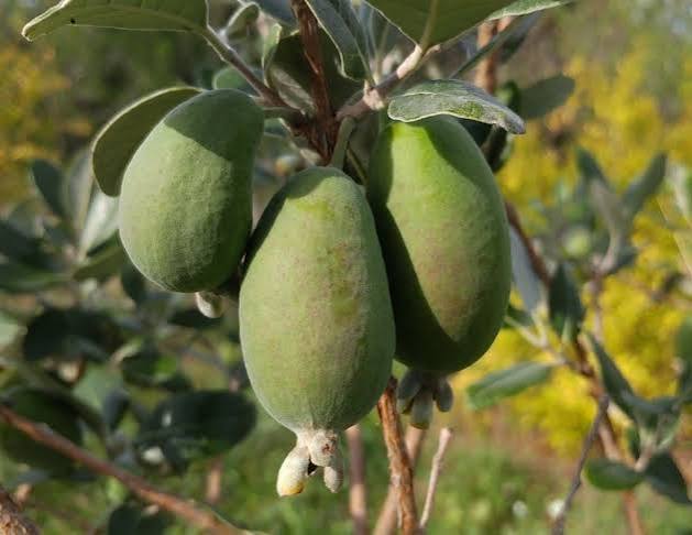 Feijoa de semis