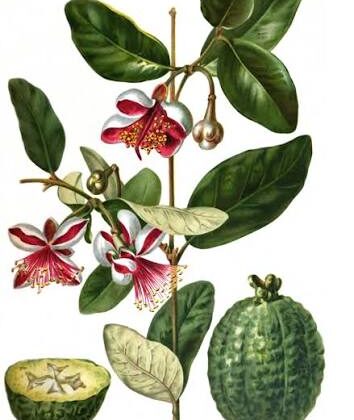 Feijoas