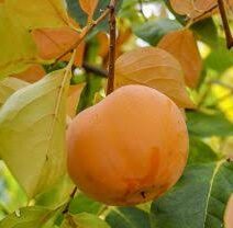 Kaki muscat