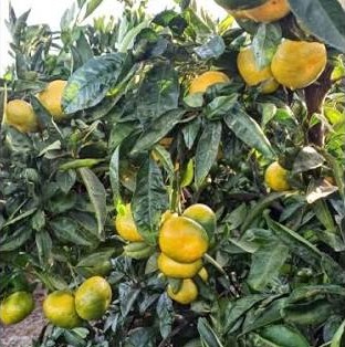 Mandarine Satsuma ‘Iwasaki’
