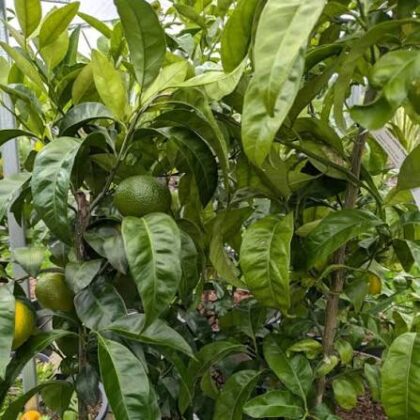 Mandarine Satsuma ‘Owari – Francis Soules’