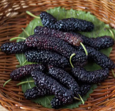 Mûrier macroura 'Pakistan black'