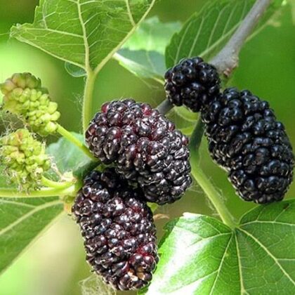Mûrier nigra 'Regina'