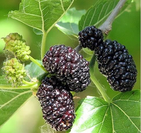 Mûrier nigra 'Regina'