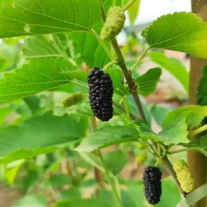Mûrier nigra 'Wellington mulberry'