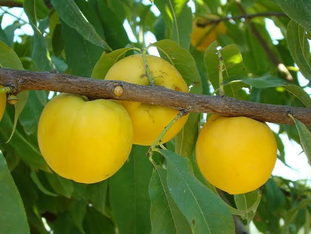 Nectarine Alberge