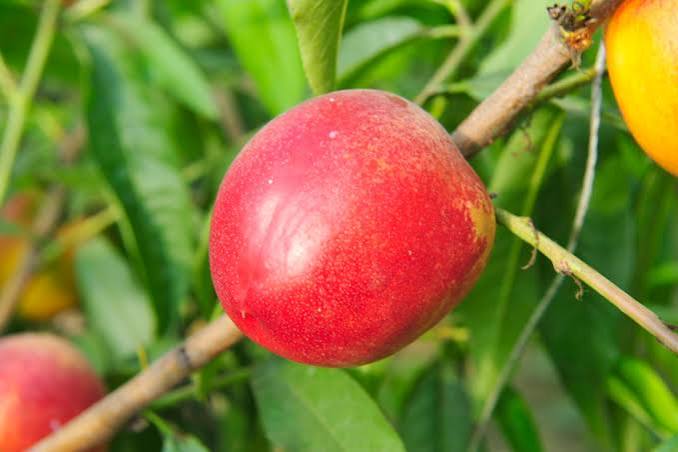 Nectarine 'Nectarose'