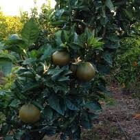 Orange 'Navel Chocolat'