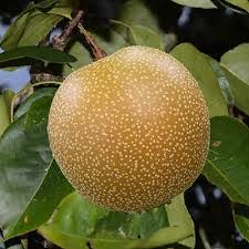 Poire x nashi ‘New world’