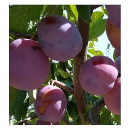 Prune Anna Späth