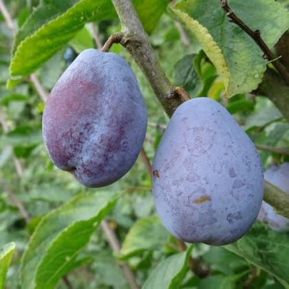 Prune Belle de Louvain