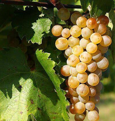 Gold Berry