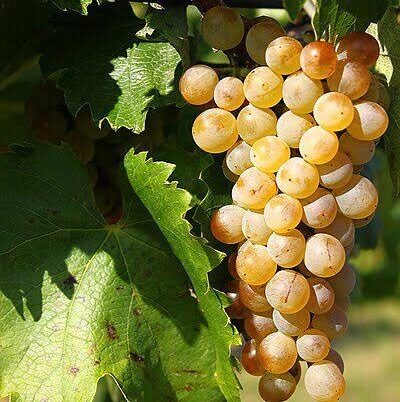 Gold Berry