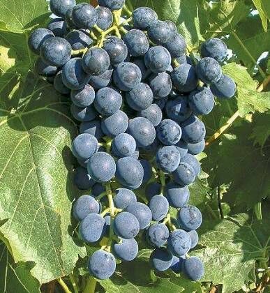 Muscat bleu
