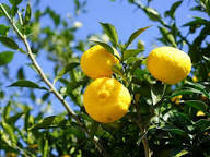 Yuzu N°3
